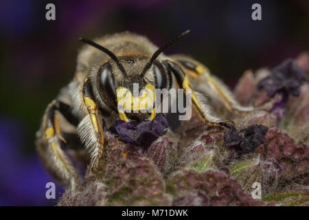 Ein männlicher Wolle - carder Anthidium manicatum - Biene - auf einem Lavendel Blume. Stockfoto