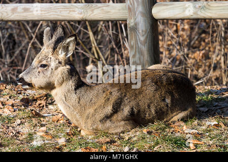 Eine junge Buck Roe Liebe Sitzen genießen Winter Sonnenschein in einem Garten in Morzine Haute Savoie Portes du Soleil Frankreich Stockfoto