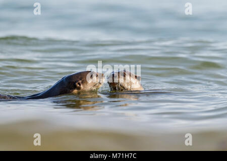 Glatte beschichtete Otter Jagd Fischen in küstennahen Lebensraum, Singapur Stockfoto