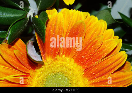 Gerber Daisy (Gerbera jamesonii) Schließen - upgerber Daisy, Alberto maisto Stockfoto