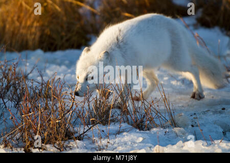 01863-01216 Polarfuchs (Alopex lagopus) im Schnee im Winter, Churchill Wildlife Management Area, Churchill, MB Kanada Stockfoto