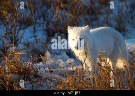 01863-01311 Polarfuchs (Alopex lagopus) im Schnee im Winter, Churchill Wildlife Management Area, Churchill, MB Kanada Stockfoto