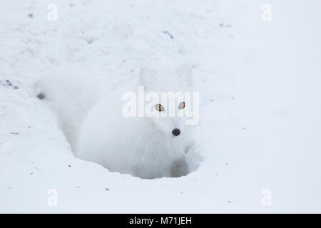 01863-01709 Polarfuchs (Alopex lagopus) an den Cache, Cape Churchill, Wapusk National Park, Churchill, MB Kanada Stockfoto