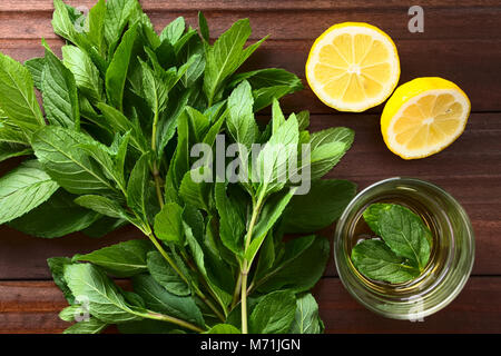 Bündel von frischer Minze, frische Minze Kräutertee in Glas und Zitrone auf der Seite (selektive Fokus) Stockfoto
