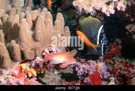 Unterwasser Szene. Seascape. Bild wurde im Norden der Malediven genommen Stockfoto