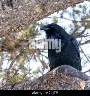 Ein Jet Black Raven gibt der Welt ein Auge starrt, während er auf ein grob strukturiertes Zweig. Stockfoto