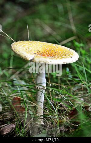 Fliegen amanita (Amanita muscaria) gelbe Variante Stockfoto