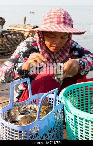 Kep Kambodscha - Frauen arbeiten Sortierung crabsfor Kep Crab Markt, Kampot Province, Kambodscha Asien Stockfoto