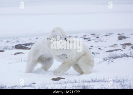 01874-14113 Eisbären (Ursus maritimus) Sparring in Churchill Wildlife Management Area, Churchill, MB Kanada Stockfoto