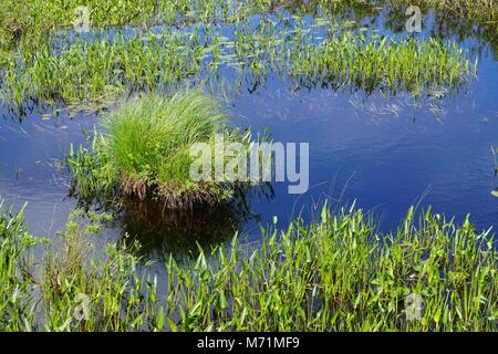 Blauer Himmel in einen See mit Büschel Gras im Adirondack Park, New York, USA wider. Stockfoto