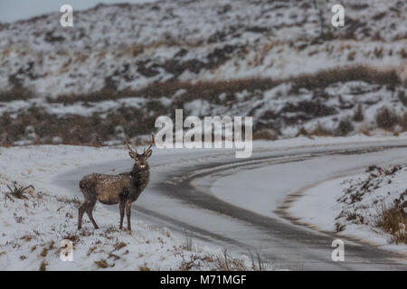 Red Deer Hirsch auf Bealach Na Ba, Sangerhausen, Schottland Stockfoto