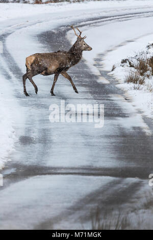 Red Deer Hirsch auf Bealach Na Ba, Sangerhausen, Schottland Stockfoto