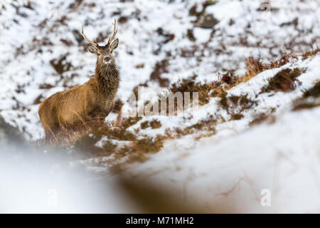 Red Deer Hirsch in Schnee, Sangerhausen, Schottland Stockfoto