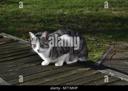 Weiß und Grau gestreifte Katze sitzt im Liegestuhl die Sonne geniessen Stockfoto