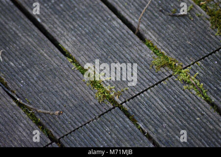 Close-up aus Teak Terrasse Fliesen mit Moos wächst in den Gelenken Stockfoto