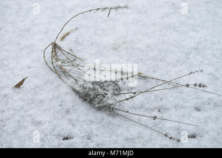 Verwelkte Blätter auf dem Boden liegend in den frischen Schnee Stockfoto