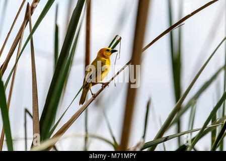 Das Golden Palm Weaver ist eine Vogelart aus der Familie Ploceidae. Stockfoto