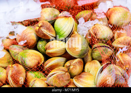 Muscheln Hintergrund - frische Meeresfrüchte im Markt frische Muscheln auf Fisch Bauernmarkt zum Verkauf bereit und verwenden Sie Stockfoto