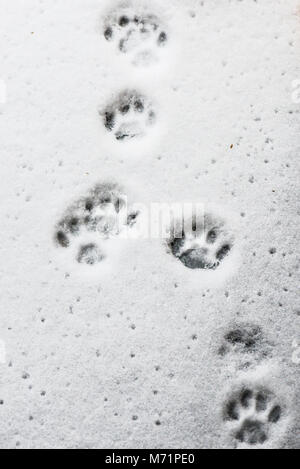 Katze Pfotenabdrücke im Schnee Stockfoto