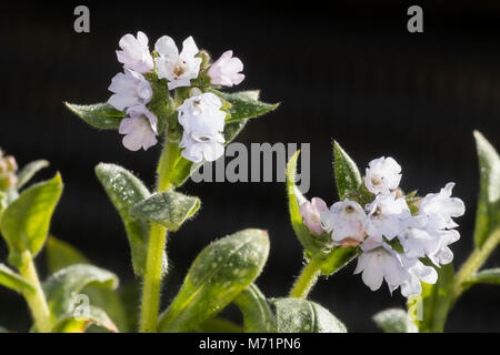 Blau getöntes Weiß Blumen der gefleckte leaved Lungenkraut, Pulmonaria saccharata 'Opal', die Blüte im Frühjahr Stockfoto