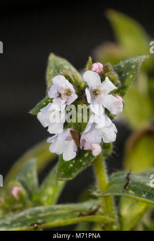 Blau getöntes Weiß Blumen der gefleckte leaved Lungenkraut, Pulmonaria saccharata 'Opal', die Blüte im Frühjahr Stockfoto