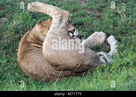 Lion cub selbst pflegen, grumeti Game Reserve, Serengeti, Tansania Stockfoto