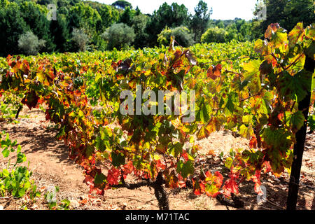 Herbstliche Farben auf dem Wein Weinreben der formalen Weingut des weltberühmten Mateus Rosewein in Mateus Palast, Vila Real, Portugal Stockfoto