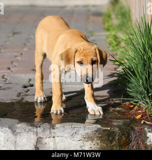 Schöne rote Welpen auf der Straße fotografiert close-up Stockfoto