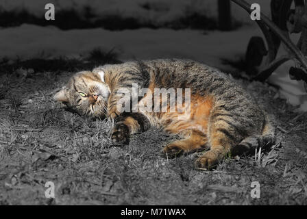 Schöne Katzen auf der Straße eine Nahaufnahme Stockfoto