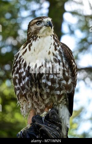 Red Tailed Hawk Auch Bekannt Als Rot Bussard Chicken Hawk Und Harlands Falke Im Flug Tailed Stockfotografie Alamy