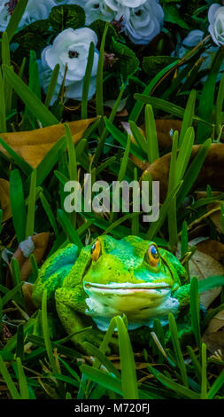 Ein Frosch versteckt im Gras vor der weissen Blüten. Stockfoto