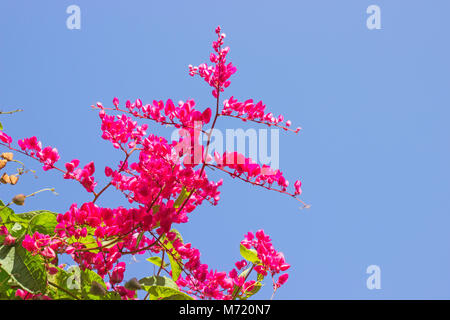 Mexikanische Kriechgang, Antigonon leptopus ist Zierpflanzen, die in Mexiko ist. Es ist ein Weinstock mit rosa oder weißen Blüten. Stockfoto