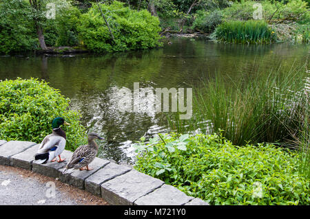 Ein paar Stockenten am See in Crystal Springs Rhododendron Garten. Portland Oregon Stockfoto