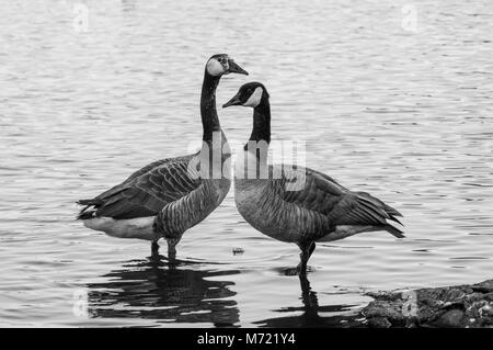 Ein paar der Kanada Gänse auf dem See im Crystal Springs Rhododendron Garten. Portland Oregon Stockfoto