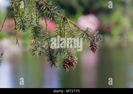 In der Nähe von Douglas Fir Zweige und Zapfen in der Crystal Springs Rhododendron Garten. Portland Oregon Stockfoto