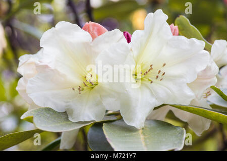 Rhododendron Blumen in voller Blüte am Crystal Springs Rhododendron Garten. Portland, Oregon Stockfoto