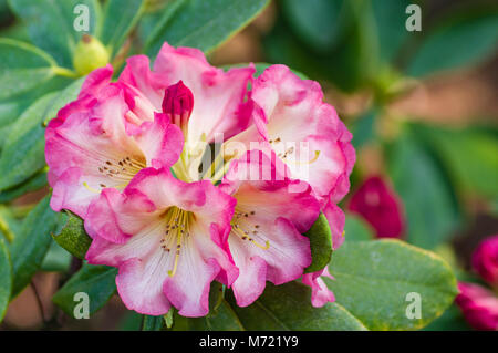 Rosa Rhododendron Blumen in voller Blüte am Crystal Springs Rhododendron Garten. Portland, Oregon Stockfoto