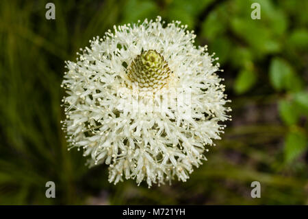 Bear Grass oder Xerophyllum Tenax blühen im Mt Hood National Forest. Stockfoto