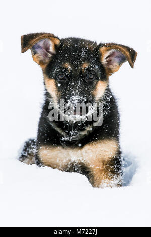 Deutscher Schäferhund Welpen sitzen im Schnee Stockfoto