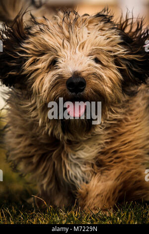 Flauschige Hund spielen im Freien Stockfoto