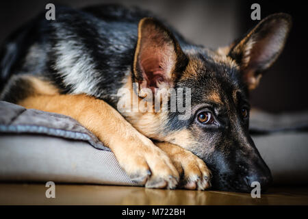 Deutscher Schäferhund Welpen entspannend Stockfoto