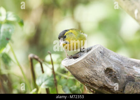 Eine atemberaubende männlichen Siskin (Carduelis spinus) auf einem Baumstumpf Fütterung thront. Stockfoto