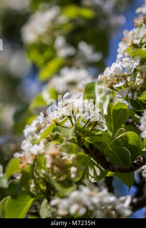 Eine Nahaufnahme von Pear Blüten in der Frühlingssonne Stockfoto