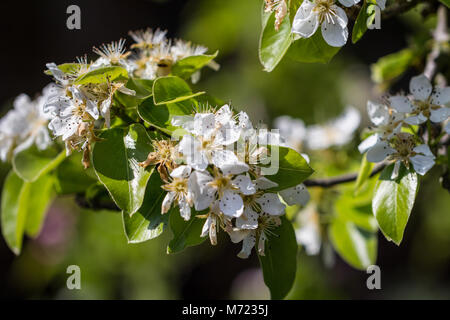 Eine Nahaufnahme von Pear Blüten in der Frühlingssonne Stockfoto