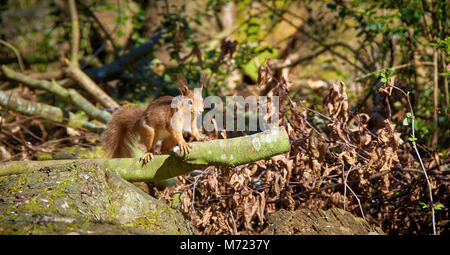 Ein rotes Eichhörnchen posiert im hellen Sonnenlicht auf einen Schnitt Niederlassung bei Morton Seen Naturschutzgebiet in Fife, Schottland. Stockfoto