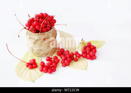 Schisandra Beeren und Blätter isoliert auf dem Weißen. erntegut von roten Früchten Stockfoto