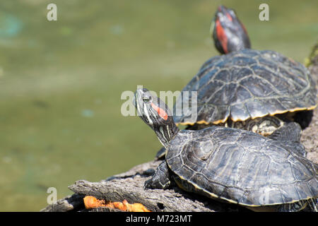 Schildkröten Stockfoto