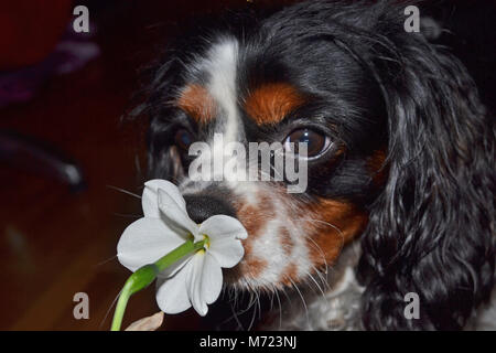 Cavalier King Charles Spaniel Stockfoto