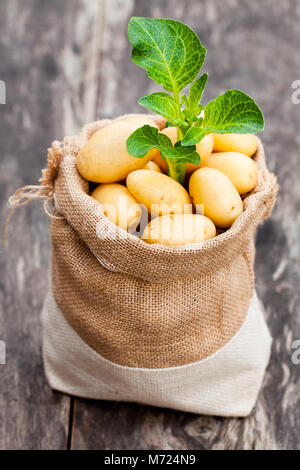 Baby Kartoffeln in sackleinen Sack auf Holz- Hintergrund Stockfoto