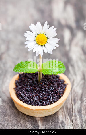 Hausgemachte Schokolade Karamell Törtchen mit Mohn und Zucker. Kreative garniert mit echten Daisy und Minzeblättchen. Stockfoto